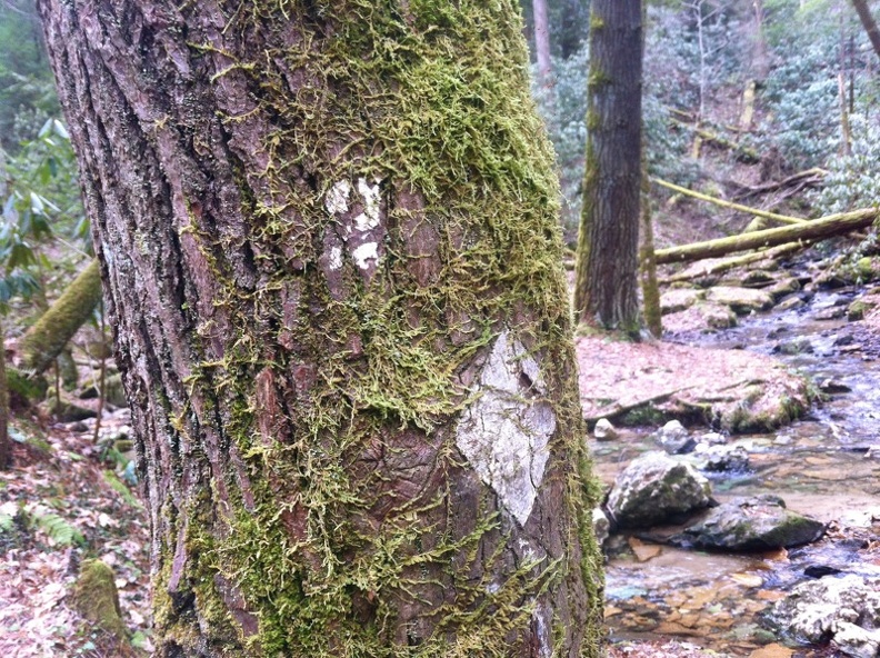 Buck Trail - 6